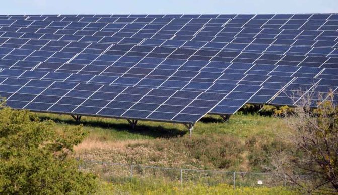 solar farm sheep hamilton township August 23, 2024 0259