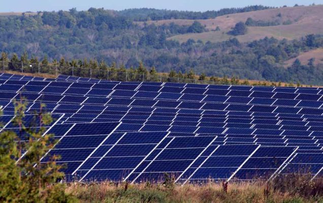 solar farm sheep hamilton township August 23, 2024 0260