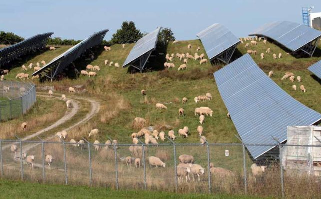 solar farm sheep hamilton township August 23, 2024 0261