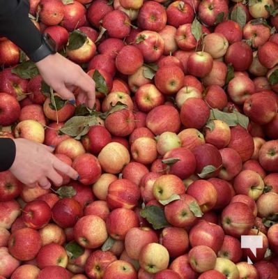 Apples Northumberland Fare Share Food Bank October 9, 2024 1887