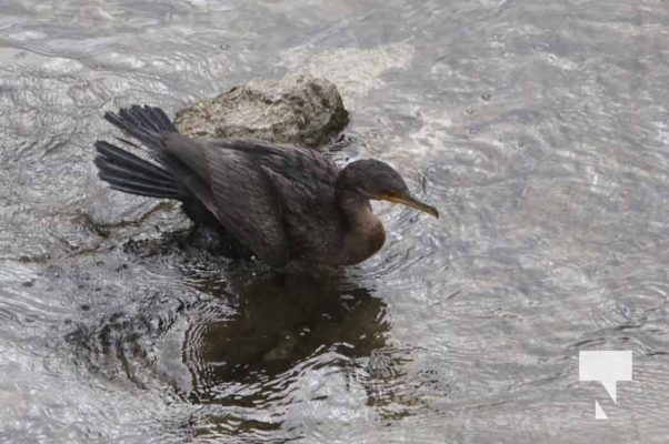 Cormorant October 12, 2024 1985