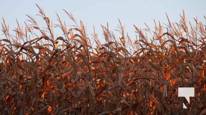 Fall Sunset Alnwick Haldimand Cobourg October 26, 2024 2302