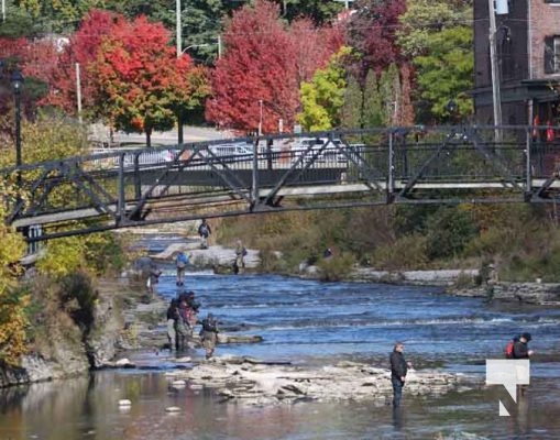 Ganaraska River Salmon October 15, 2024 2075