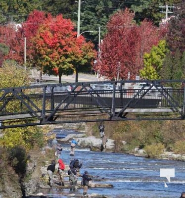 Ganaraska River Salmon October 15, 2024 2076