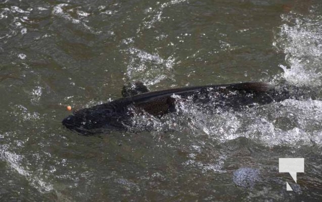 Ganaraska River Salmon October 15, 2024 2077