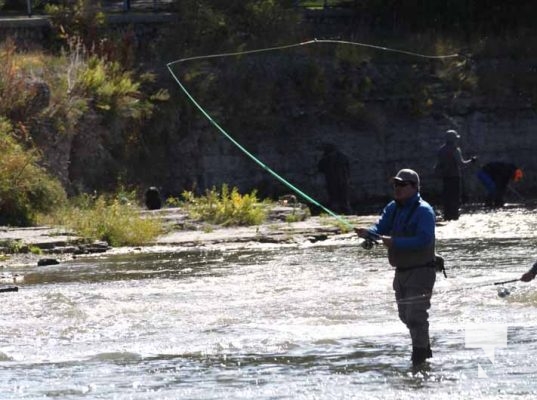 Ganaraska River Salmon October 15, 2024 2079