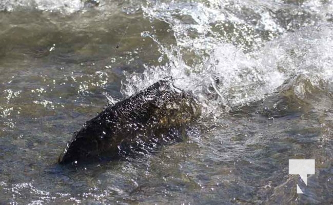 Ganaraska River Salmon October 15, 2024 2080