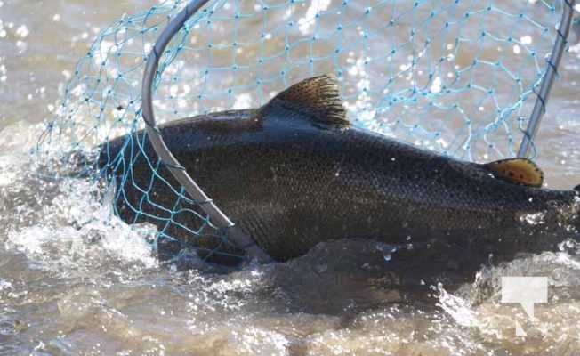 Ganaraska River Salmon October 15, 2024 2081