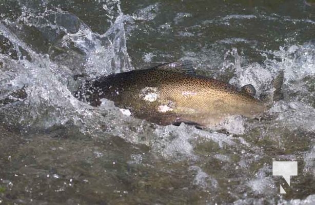 Ganaraska River Salmon October 15, 2024 2082