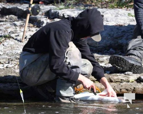 Ganaraska River Salmon October 15, 2024 2083