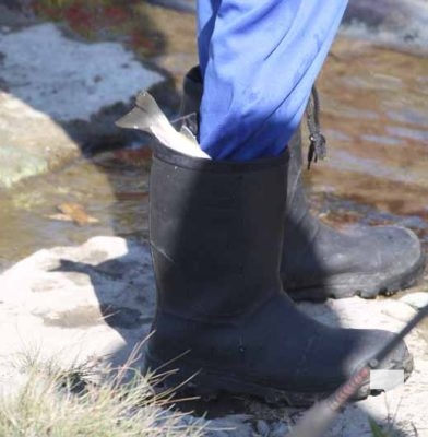 Ganaraska River Salmon October 15, 2024 2084