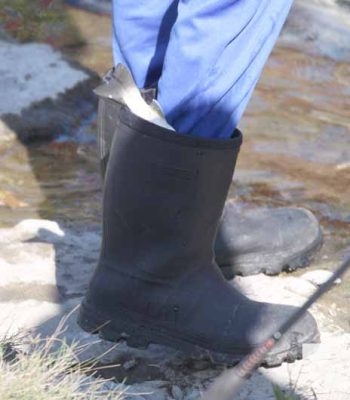 Ganaraska River Salmon October 15, 2024 2085