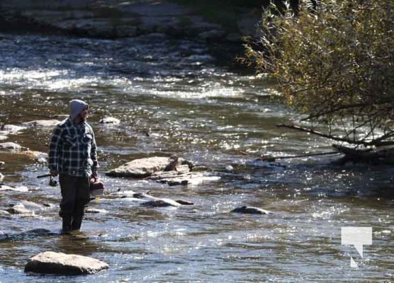 Ganaraska River Salmon October 15, 2024 2086