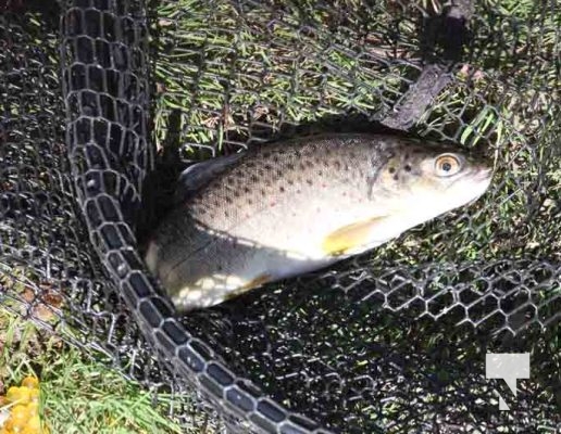 Ganaraska River Salmon October 15, 2024 2087