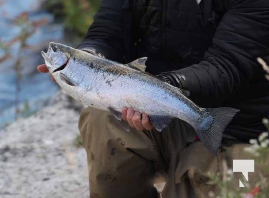 Ganaraska River Salmon October 15, 2024 2088