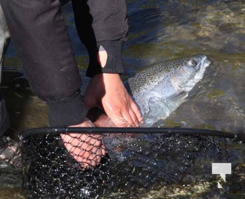 Ganaraska River Salmon October 15, 2024 2089