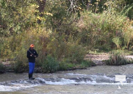 Ganaraska River Salmon October 15, 2024 2090