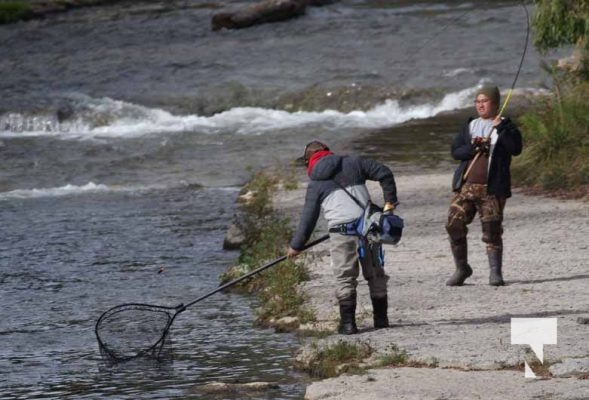 Ganaraska River Salmon October 15, 2024 2091