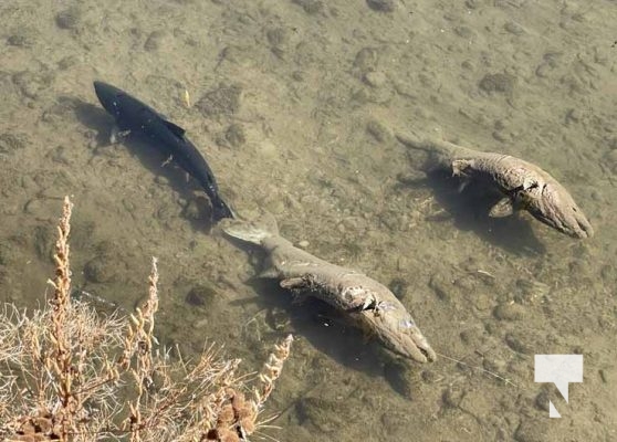 Ganaraska River Salmon October 15, 2024 2096