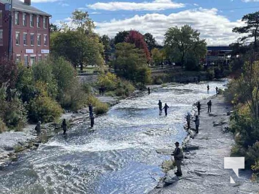 Ganaraska River Salmon October 15, 2024 2097