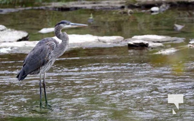 Heron October 13, 2024 2002