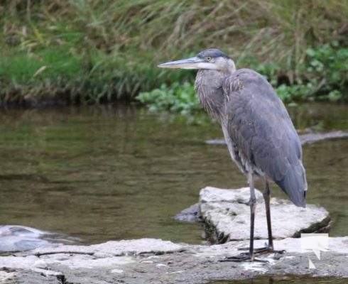 Heron October 13, 2024 2003