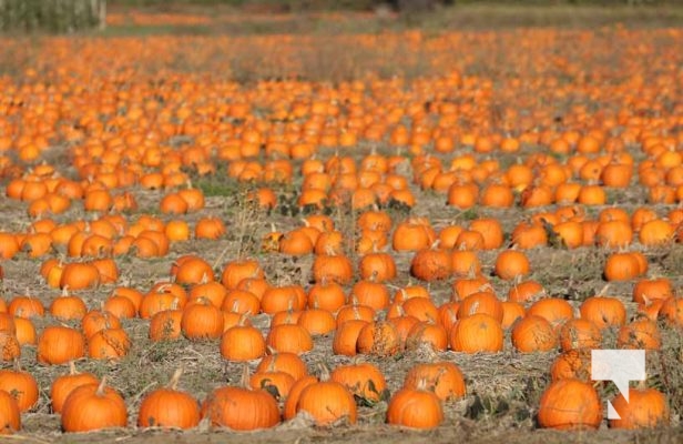 Pumpkins October 12, 2024 1961