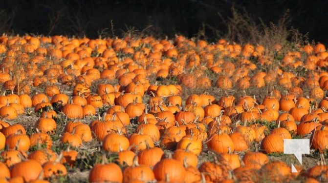 Pumpkins October 12, 2024 1962