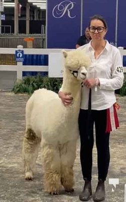 alpaca 3