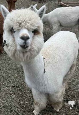 alpaca 5