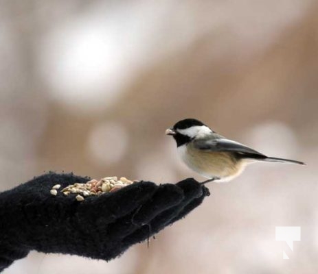 Birds Gages Creek Port Hope December 26, 2024 4049