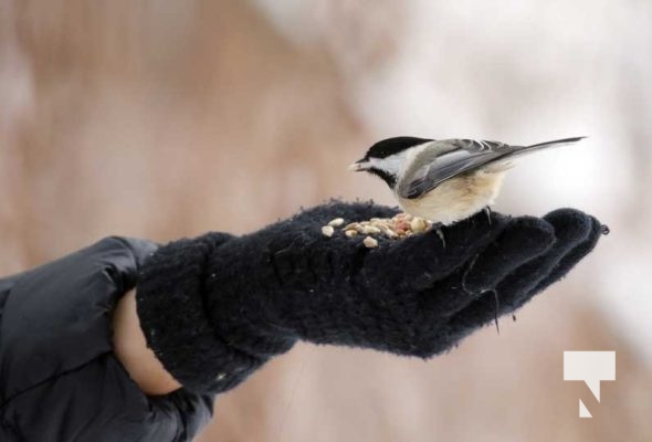 Birds Gages Creek Port Hope December 26, 2024 4050