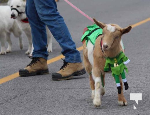 Caslteton Pet Parade December 1, 2024 3584