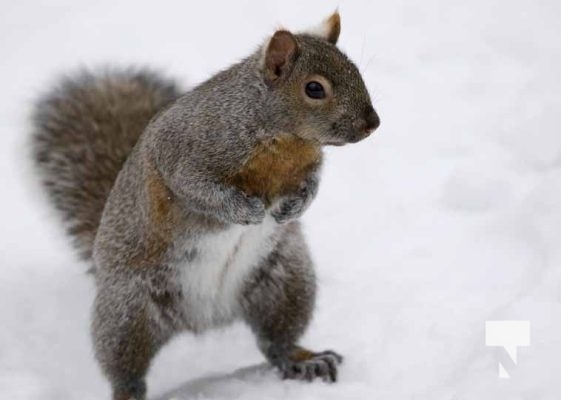 Squirrel Gages Creek Port Hope December 26, 2024 4065