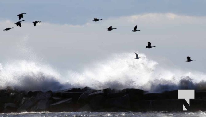 Wind Cobourg Harbour December 12, 2024 3735