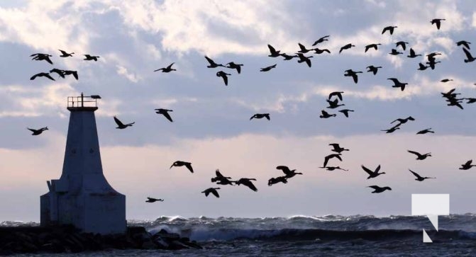 Wind Cobourg Harbour December 12, 2024 3737