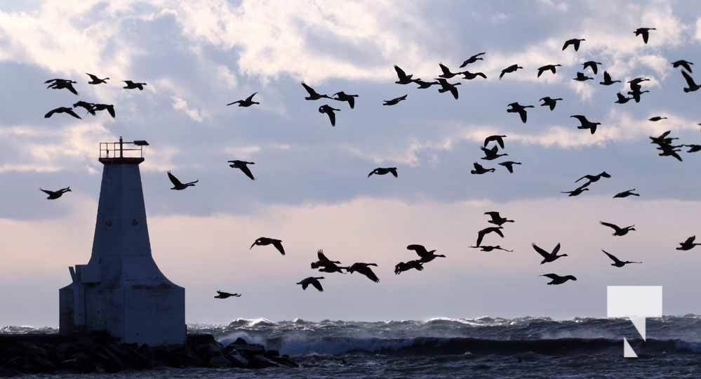 Wind Cobourg Harbour December 12, 2024 3737 Today's Northumberland