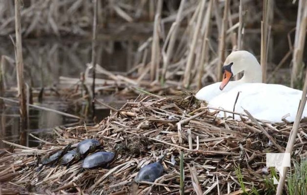 April 13, 2024 swan turtles