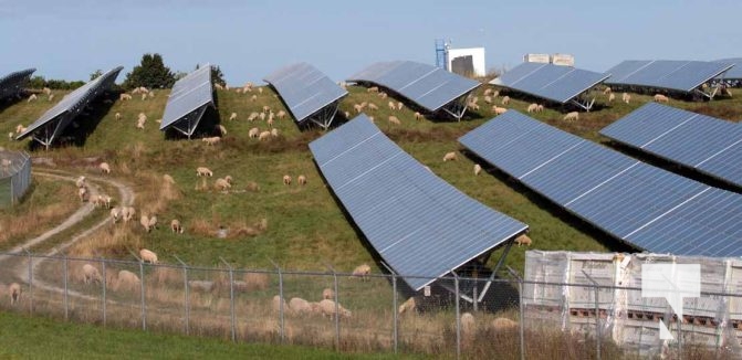 August 23, 2024 solar farm sheep hamilton township 0250