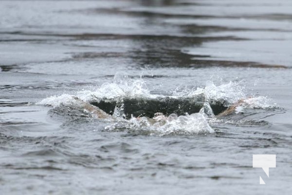 January 25, 2025 Campbellford Polar Plunge 223