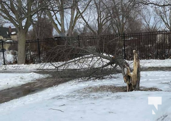 January 27, 2025 wind Tree Down 449