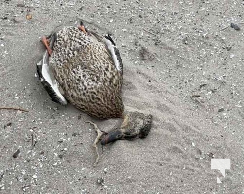 January 5, 2025 Dead Waterfowl Ducks Geese 11