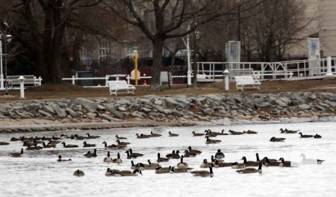 January 5, 2025 Ducks Geese Cobourg Harbour 16