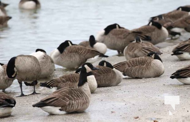 January 5, 2025 Ducks Geese Cobourg Harbour 17