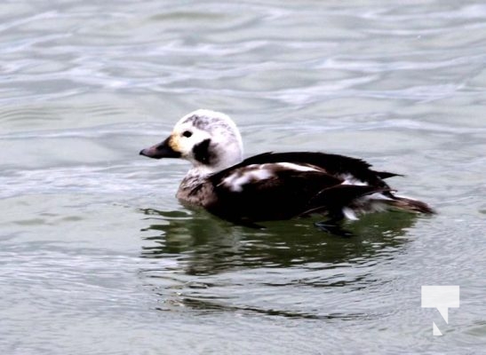 January 5, 2025 Ducks Geese Cobourg Harbour 18