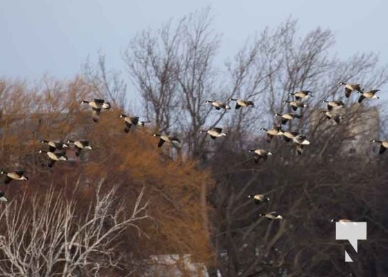 January 5, 2025 Ducks Geese Cobourg Harbour 19