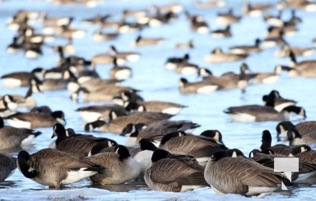 January 5, 2025 Ducks Geese Cobourg Harbour 20