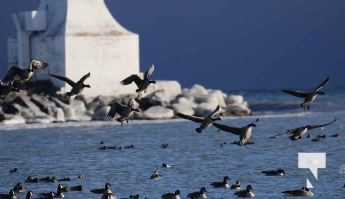 January 5, 2025 Ducks Geese Cobourg Harbour 21