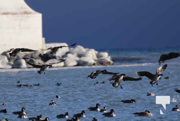 January 5, 2025 Ducks Geese Cobourg Harbour 22