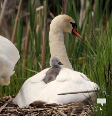 May 10, 2024 Swans Cygnets 2575